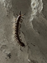 Scolopendra gigantea
