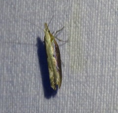 Ypsolopha falcella