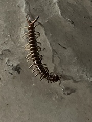 Scolopendra gigantea