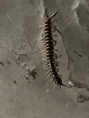 Scolopendra gigantea
