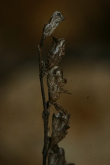 Odontites citrinus