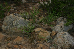 Genista aspalathoides