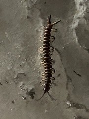 Scolopendra gigantea