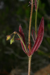 Tuberaria guttata image