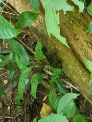 Acanthosaura crucigera