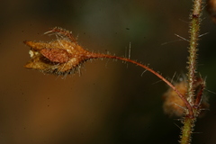 Tuberaria guttata image