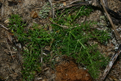 Elaeoselinum thapsioides