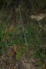 Elaeoselinum thapsioides