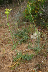 Elaeoselinum thapsioides