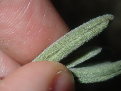 Image of Grey Scaevola (Scaevola canescens) by (c) Thomas Mesaglio, some rights reserved (CC BY)
