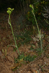 Elaeoselinum thapsioides