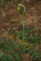 Elaeoselinum thapsioides