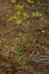 Elaeoselinum thapsioides