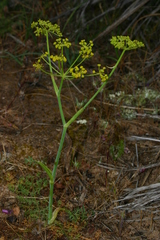 Elaeoselinum thapsioides