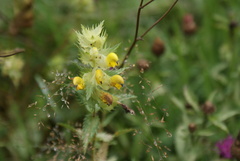 Rhinanthus pumilus