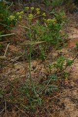 Elaeoselinum thapsioides