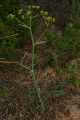 Elaeoselinum thapsioides