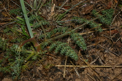 Elaeoselinum thapsioides