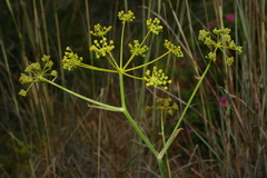 Elaeoselinum thapsioides