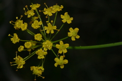 Elaeoselinum thapsioides