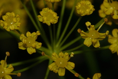 Elaeoselinum thapsioides