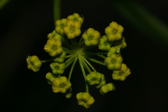 Elaeoselinum thapsioides