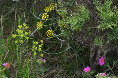 Elaeoselinum thapsioides