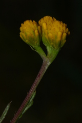 Lonas annua