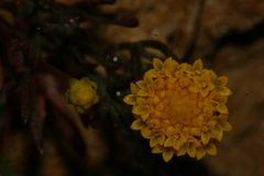 Lonas annua