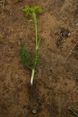 Elaeoselinum thapsioides