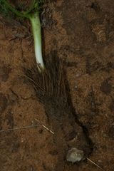 Elaeoselinum thapsioides