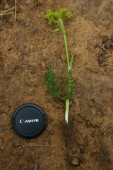 Elaeoselinum thapsioides