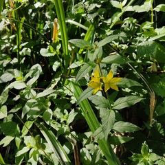 Lysimachia punctata