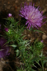 Carduus spachianus