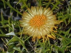 Banksia borealis borealis