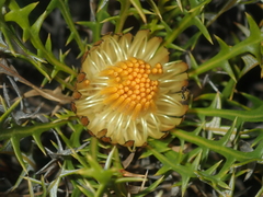 Banksia borealis borealis