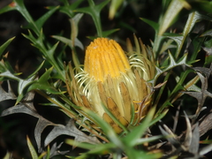 Banksia borealis borealis