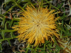 Banksia borealis borealis