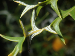 Banksia borealis borealis
