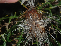 Banksia borealis borealis