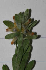 Thymelaea argentata