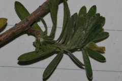 Thymelaea argentata