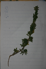 Thymelaea argentata