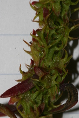 Rumex bucephalophorus bucephalophorus