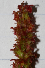 Rumex bucephalophorus bucephalophorus