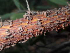 Acacia rhodophloia