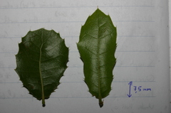 Quercus coccifera pseudococcifera