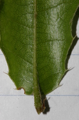 Quercus coccifera pseudococcifera