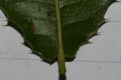 Quercus coccifera pseudococcifera