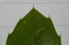 Quercus coccifera pseudococcifera